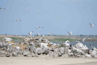 Türkiye’nin en büyük adası Gökçeada’da en büyük ada martısı kolonisi
