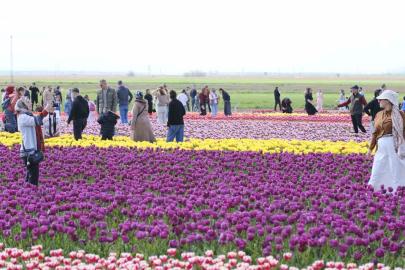 Türkiye’nin en büyük lale tarlasında ziyaretçi rekoru