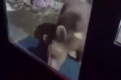 Uludağ’da ayı ailesi kamerada...Ani hareket paniğe neden oldu