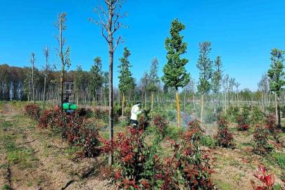 Üretim fidanlığında bitkiler hastalıklara karşı korumaya alındı