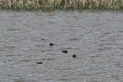 Van Gölü havzasında ’Mavi Gaga’ heyecanı: Nadir misafirler geri döndü