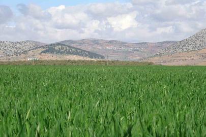 Yağışlar buğday üreticisinin yüzünü güldürdü