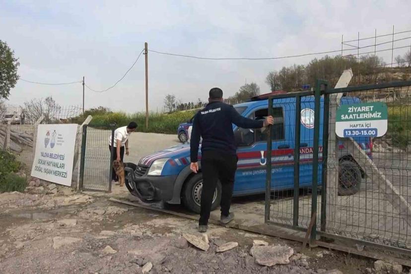 Yalova’daki barınakta köpek ölümleriyle ilgili soruşturma
