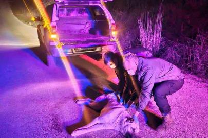 Yaralı köpek ihbarına jandarma müdahale etti