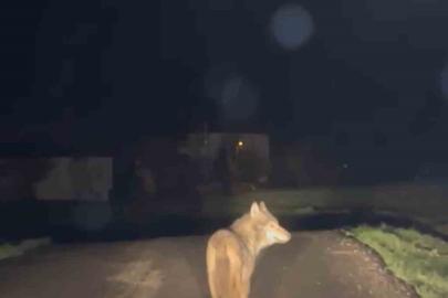 Yerleşim yerine inen kurt cep telefonu ile görüntülendi