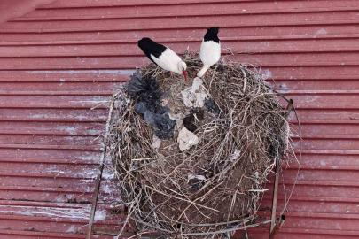 Yıllardır süren gelenek bozulmadı, Sivas’ın ‘Leylekli okulu’ misafirlerine kavuştu