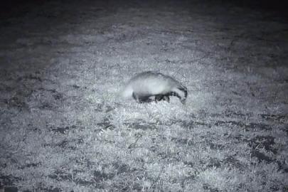 Yiyecek arayışındaki porsuk Ganos Dağları’nda görüntülendi