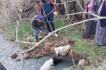 Yozgat’ta kuyuya düşen büyükbaş, AFAD ekiplerince kurtarıldı