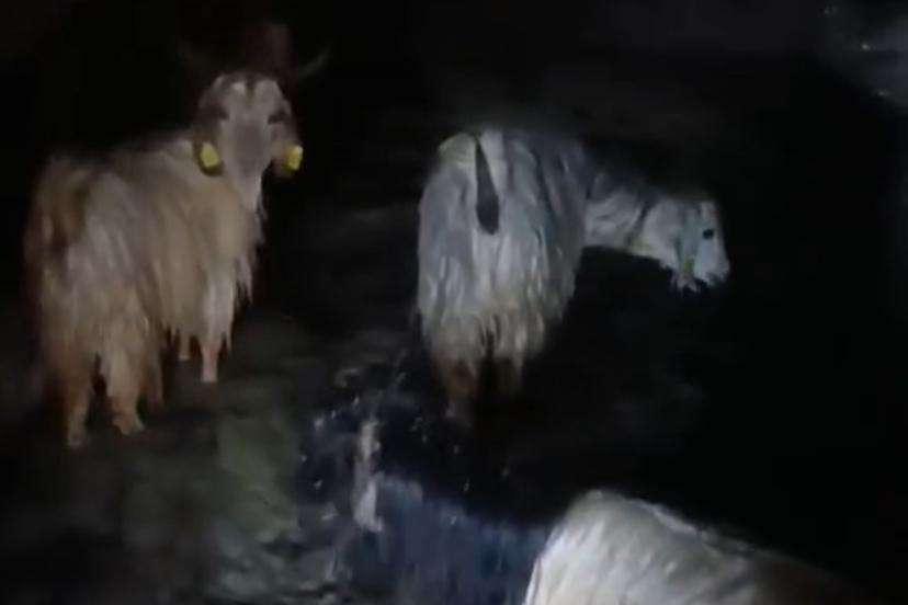 Yüksekova’da ahırları su bastı: Mahsur kalan hayvanlar kurtarıldı