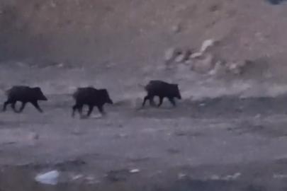Yüksekova’da domuz sürüsü görüntülendi