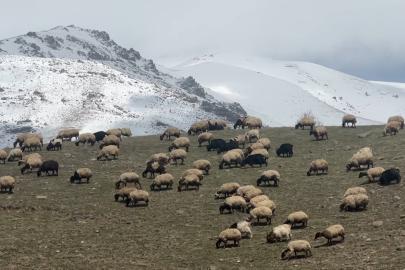Yüksekova’da küçükbaş hayvanlar meraya çıktı