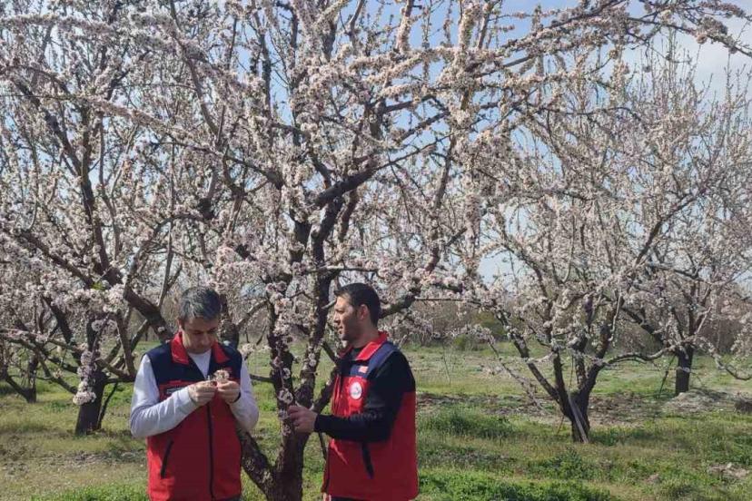 Zirai don uyarısı sonrası hasar tespit çalışması yapıldı