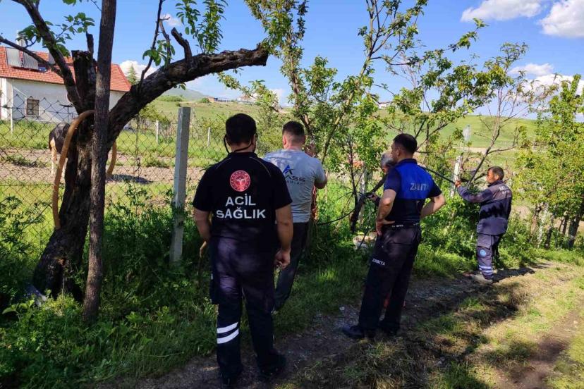 Akyurt’ta kaçan kurbanlık dana yakalandı