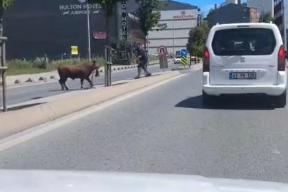 Arnavutköy’de kaçan kurbanlığın ortalığı birbirine kattığı anlar kamerada