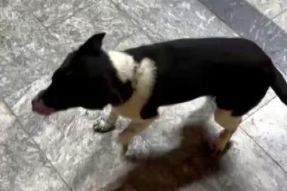 Atların yanında büyüyen köpek, yürüyüşüyle ilgi odağı oldu