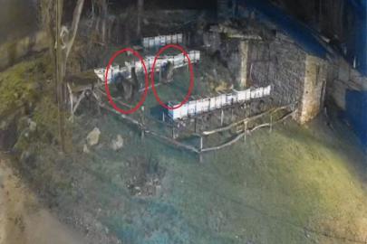 Bayburt’ta iki farklı arılığı talan eden ayılar köpek havlayınca kaçtı