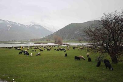 Bitlis’te meralar yeşerdi, hayvanlar otlaklara çıktı