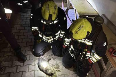 Bolu’da apartman dairesinde korkutan yangın: Evin kedisi telef oldu