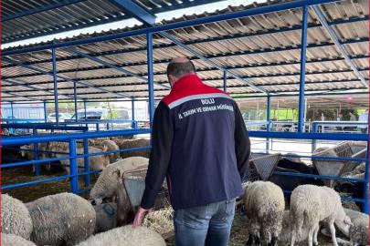 Bolu’da kurban pazarlarına yönelik denetim yapıldı