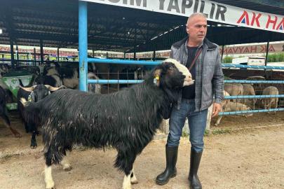 Bursa’daki kurban pazarının şampiyon keçisi 47 bin liradan satıldı