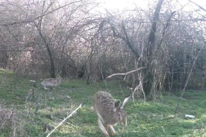 Çankırı’da yaban hayatı kamerada