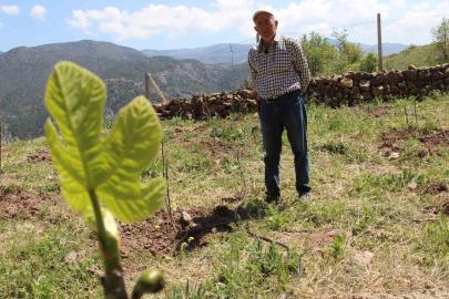 Ceviz ağaçları zirai dondan etkilenen ziraat mühendisi çözümü incirde buldu