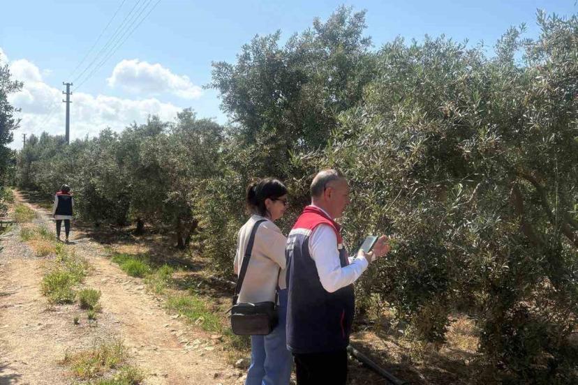 Didim’de zeytin verim tespit çalışmaları başladı
