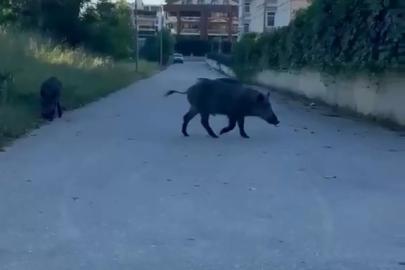 Domuzlar yerleşim yerine inerek yiyecek aradı