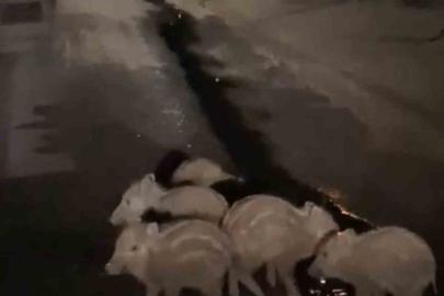 Elazığ’da yavru domuzlar kara yolunda görüntülendi