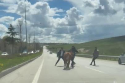 Erzurum’da bir kurban klasiği: Kaçan kurbanlıklar trafiği birbirine kattı