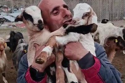 Fenomen çobanın oğlak sevgisi yürekleri ısıttı