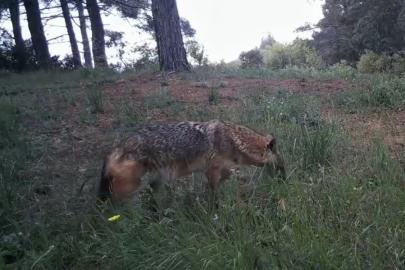 Fotokapanlar kaydetti: Ganoslar’da yaban hayatın eşsiz anları gözler önüne serildi