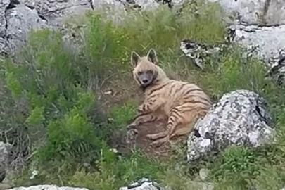 Gölbaşı ilçesinde nesli tükenmekte olan sırtlan görüldü