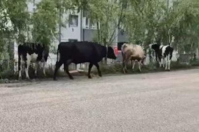 Hayvan pazarından kaçan büyükbaş havanlar gezintiye çıktı