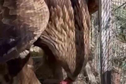 Iğdır’da bitkin halde bulunan kaya kartalı tedavisi sonrası doğaya salındı