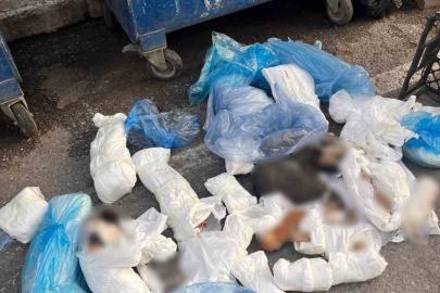 İzmir’deki kedi vahşetinde veteriner hekim serbest kaldı, başsavcılık itiraz etti