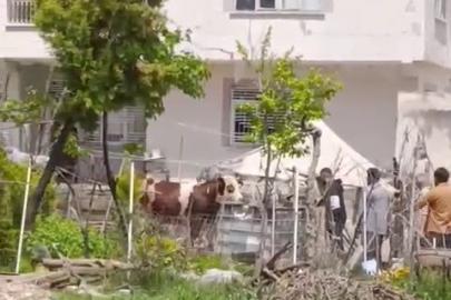 Kaçan kurbanlık iğne vurularak yakalandı