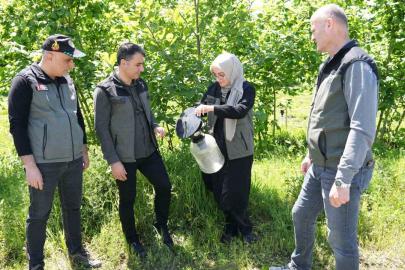 Kahverengi kokarca ile mücadelede 250 feromon tuzağı kuruldu