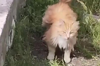 Kanadı andıran tüyleriyle dikkat çeken kedi kamerada