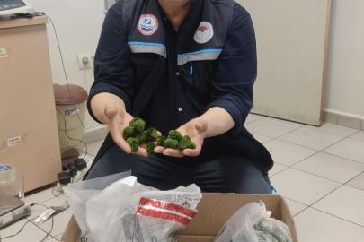 Kapıkule’de yolcu otobüsünde 2 bin adet canlı yeşil alg ele geçirildi