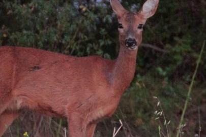 Karaca tarlada otlandı, kurt ise kar altında yiyecek aradı