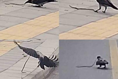 Karganın yılan avı kameraya yansıdı
