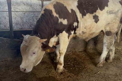 Kars’ta 600 kiloluk boğa görenlerin ilgisini çekiyor