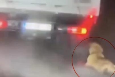 Köpeği kamyonetin arkasında sürükleyen şahıs gözaltına alındı