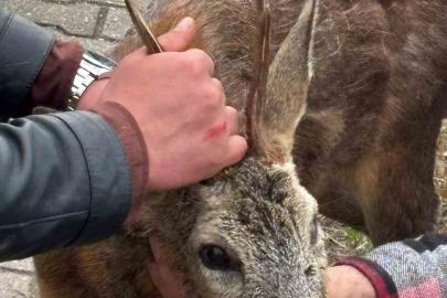 Köpeklerin saldırdığı karacayı duyarlı vatandaş kurtardı