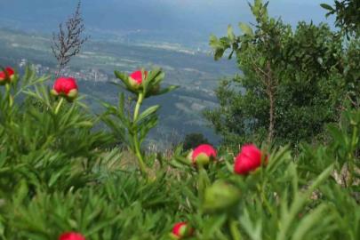 Koruma altındaki çiçekler doğaseverleri cezbediyor