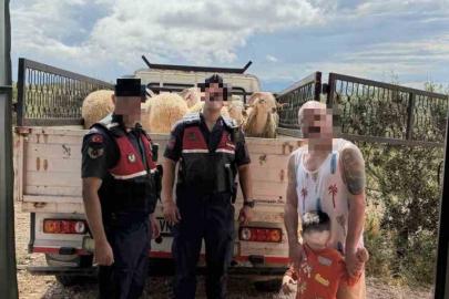 Kurban Bayramı öncesi çalınan koyunları jandarma buldu
