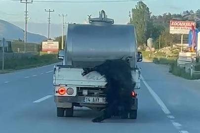 Kurbanlığı araçtan sarkıtan sürücüye 31 bin lira ceza