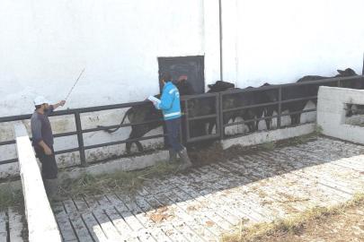 Kütahya’da ithal besilik danaların aşılama ve sağlık kontrolleri yapıldı