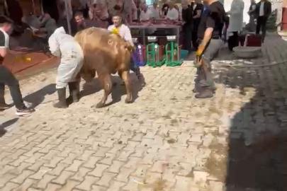 Kütahya’da kaçmaya çalışan kurbanlık kesim görevlisini savurdu